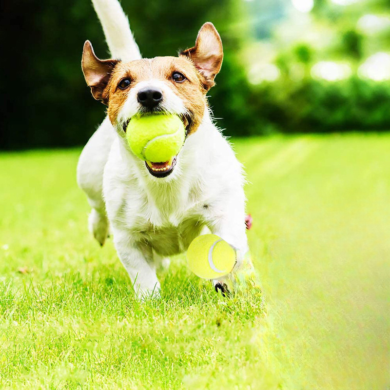 Juguete Interactivo para Perro - Interactive Squeaky Plush Dog Toy reseña y precio